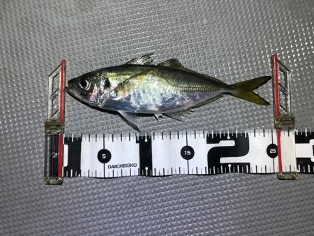 Chase(チェイス) 釣果