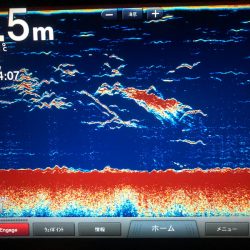 Chase(チェイス) 釣果