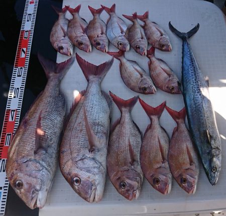 遊漁船　家入 釣果