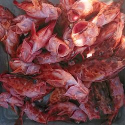 遊漁船　家入 釣果