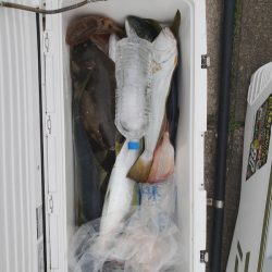 シーライオン 釣果