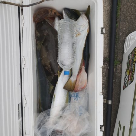 シーライオン 釣果