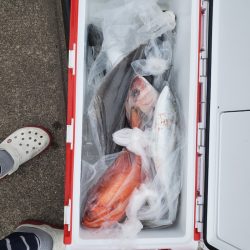 シーライオン 釣果