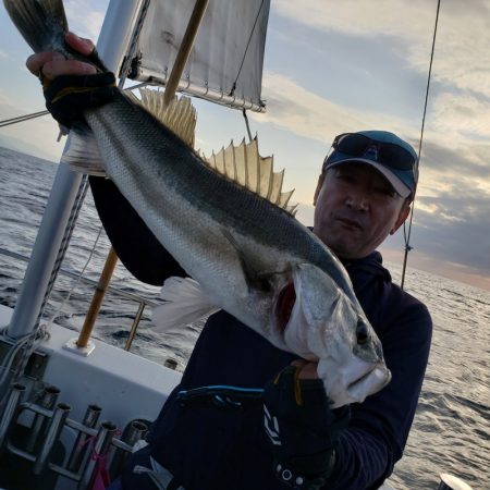 シーライオン 釣果