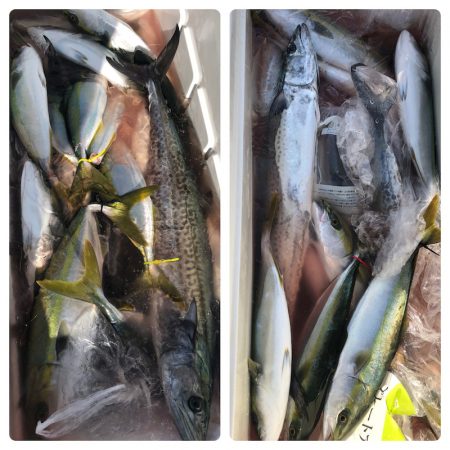 ビッグファイター 釣果