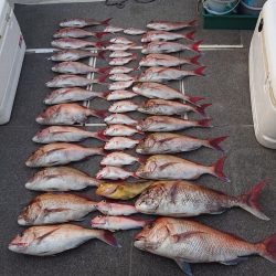 ARCADIAⅡ (アルカディアⅡ) 釣果