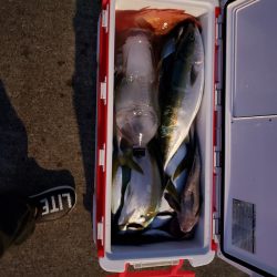 シーライオン 釣果