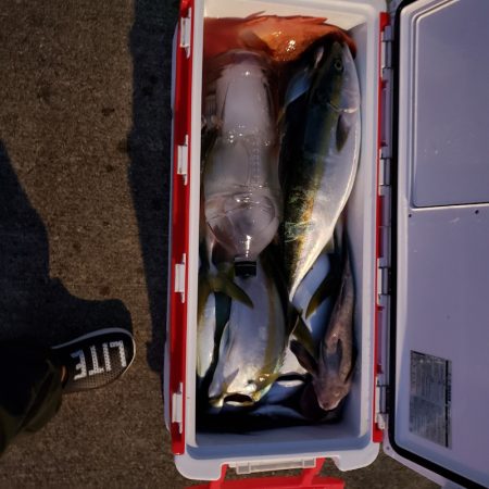 シーライオン 釣果