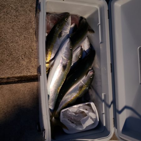 シーライオン 釣果