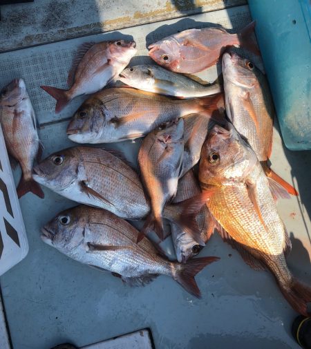 フィッシング キッタカ 釣果