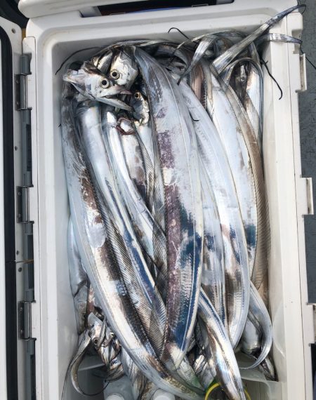 フィッシング キッタカ 釣果