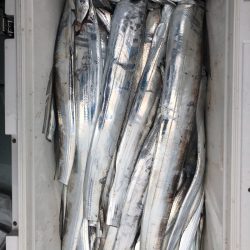 フィッシング キッタカ 釣果