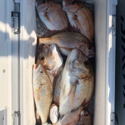 フィッシング キッタカ 釣果