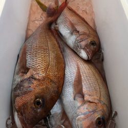 第二八坂丸 釣果