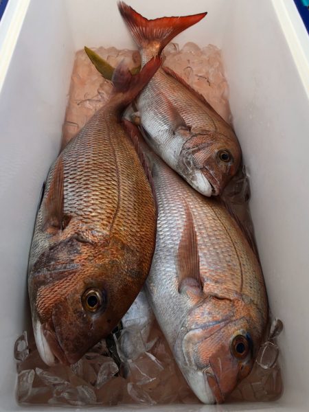 第二八坂丸 釣果