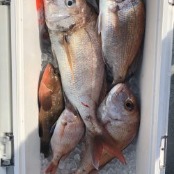 フィッシング キッタカ 釣果