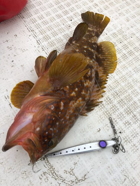 「LaGooN」蒼陽丸 日和号 釣果