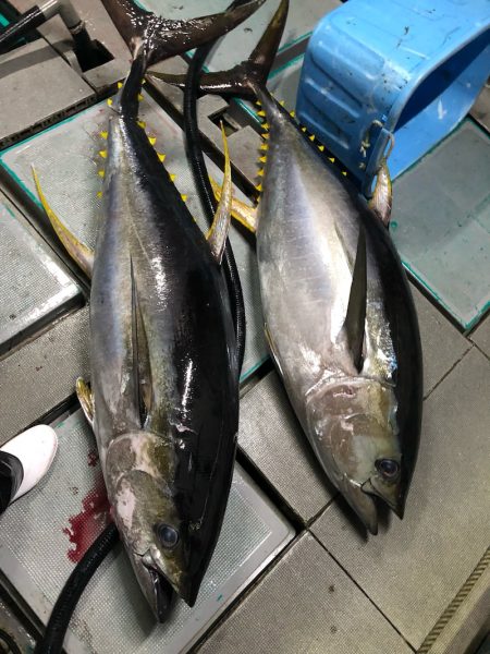 ＴＡＲＯＭＡＲＵ 釣果