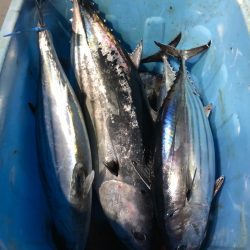 ＴＡＲＯＭＡＲＵ 釣果