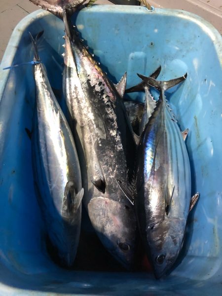 ＴＡＲＯＭＡＲＵ 釣果