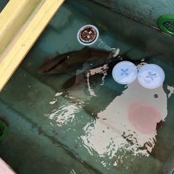 宮崎 福丸 釣果