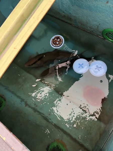 宮崎 福丸 釣果