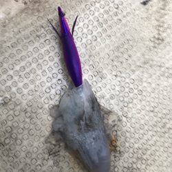 遊漁船メテオ 釣果