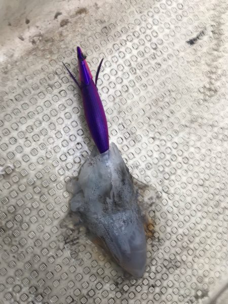 遊漁船メテオ 釣果