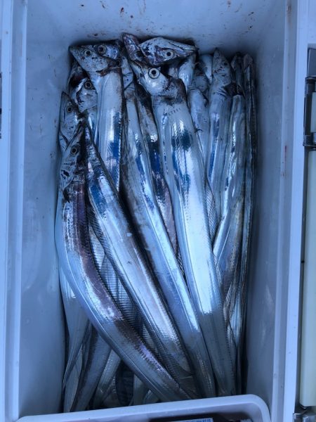 フィッシング　キッタカ 釣果