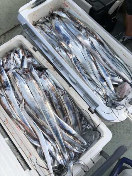 フィッシング キッタカ 釣果