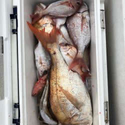 フィッシング キッタカ 釣果