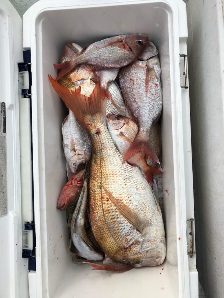 フィッシング キッタカ 釣果