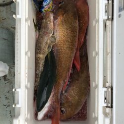 フィッシング キッタカ 釣果