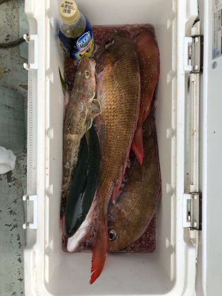 フィッシング キッタカ 釣果