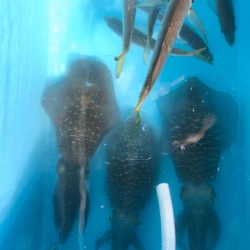 第二八坂丸 釣果