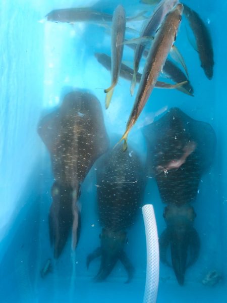 第二八坂丸 釣果