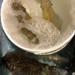 第二八坂丸 釣果