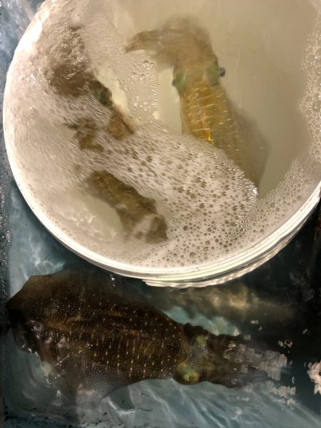 第二八坂丸 釣果