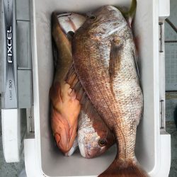 フィッシング キッタカ 釣果