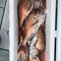 フィッシング キッタカ 釣果