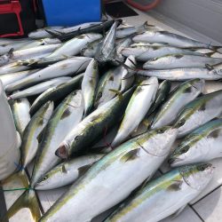 ビッグファイター 釣果