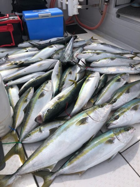 ビッグファイター 釣果