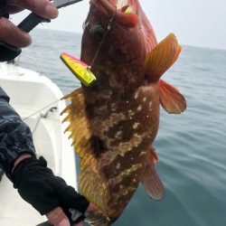 「LaGooN」蒼陽丸 日和号 釣果