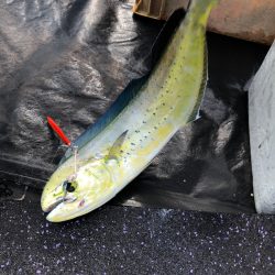 あみや渡船 JIGBOY 釣果