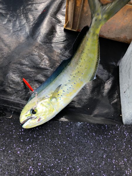 あみや渡船 JIGBOY 釣果