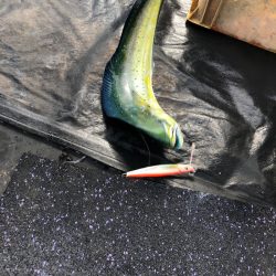 あみや渡船 JIGBOY 釣果