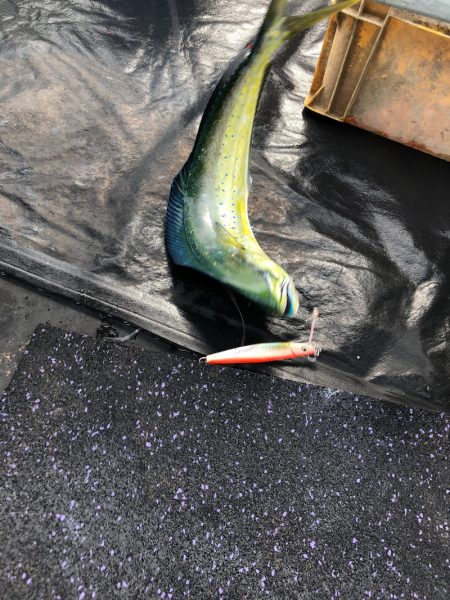 あみや渡船 JIGBOY 釣果