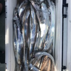 フィッシング キッタカ 釣果