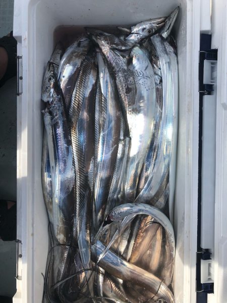 フィッシング キッタカ 釣果