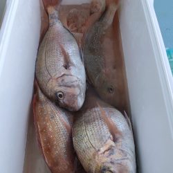 第二八坂丸 釣果